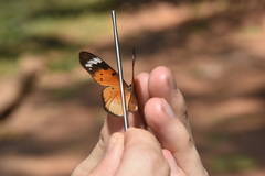 Acraea encedana