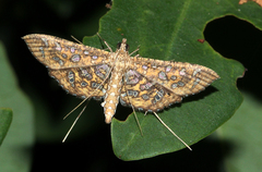 Nausinoe geometralis