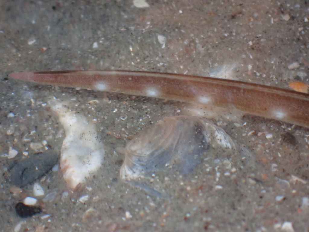 Bleekvlek-slangaal (Ophichthus puncticeps) — Ophichthidae