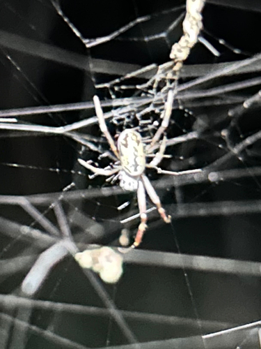 Australian Golden Orbweaver