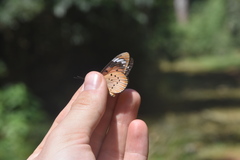 Acraea encedana