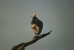 Trigonoceps occipitalis