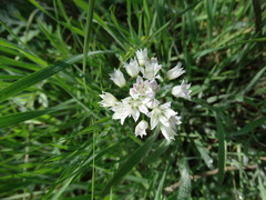 Allium drummondii