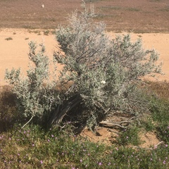Atriplex canescens
