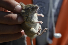 Reithrodontomys fulvescens