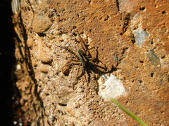 Lycosidae