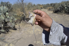 Reithrodontomys fulvescens
