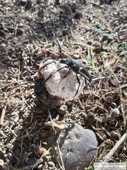 Calocomus desmarestii