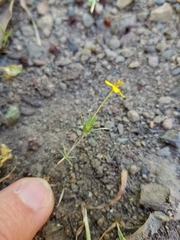 Leptosiphon acicularis