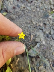 Leptosiphon acicularis