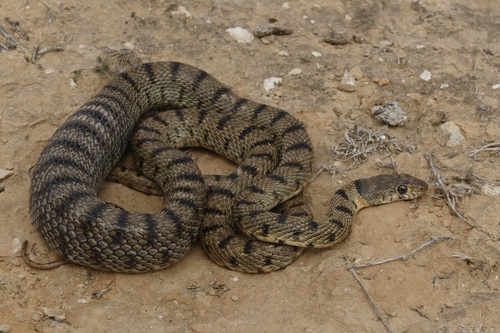Algerian Whip Snake