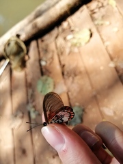 Acraea leucographa