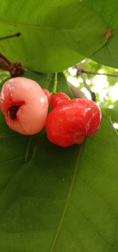 Syzygium aqueum observed 2026-06-19