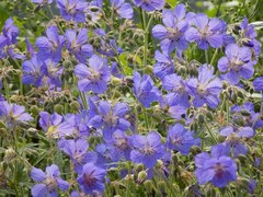 Geranium pratense