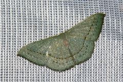 Traminda obversata