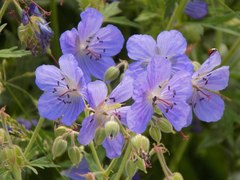 Geranium pratense