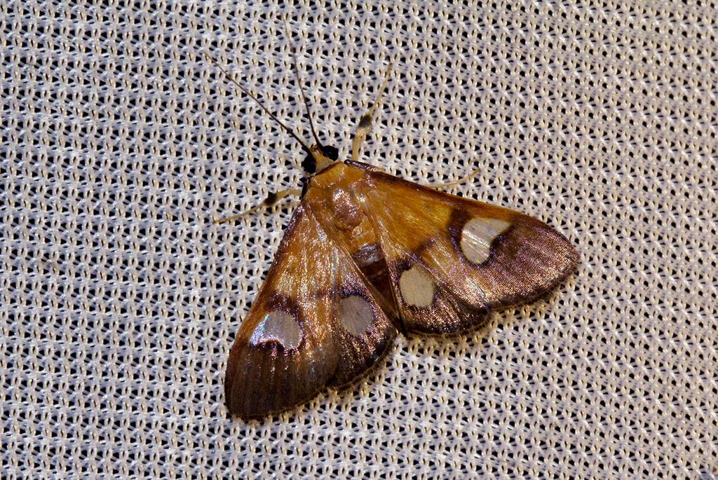 Ulopeza flavicepsalis