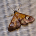 Ulopeza flavicepsalis - Photo 由 Bart Wursten 所上傳的 (c) Bart Wursten，保留部份權利CC BY-NC