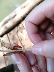 Acraea leucographa
