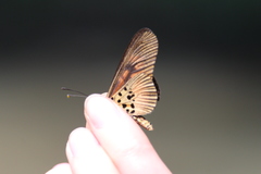 Acraea orinata
