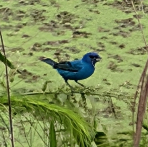 Indigo Bunting