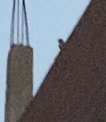 Little Owl