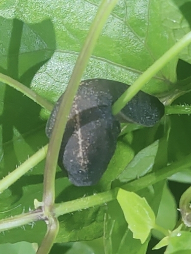 Tropical Leatherleaf Slug