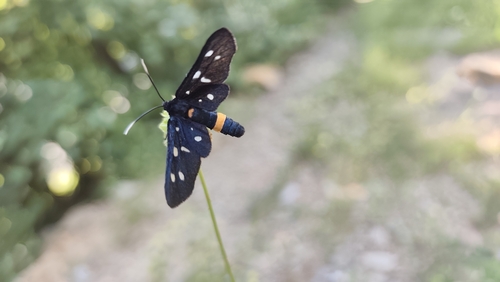 Nine-spotted Moth