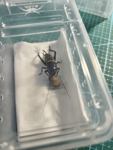 Southern Field Cricket