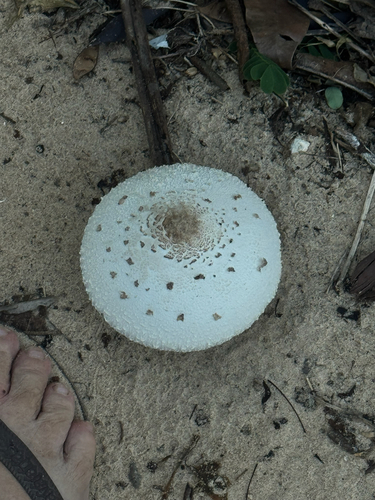 Green-spored Parasol