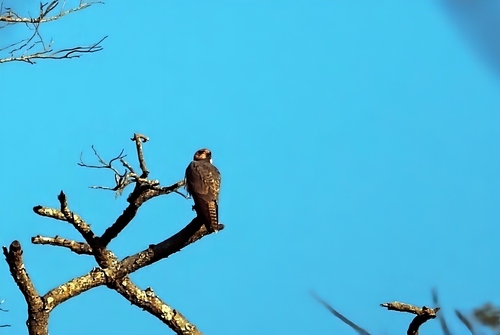 Lanner Falcon