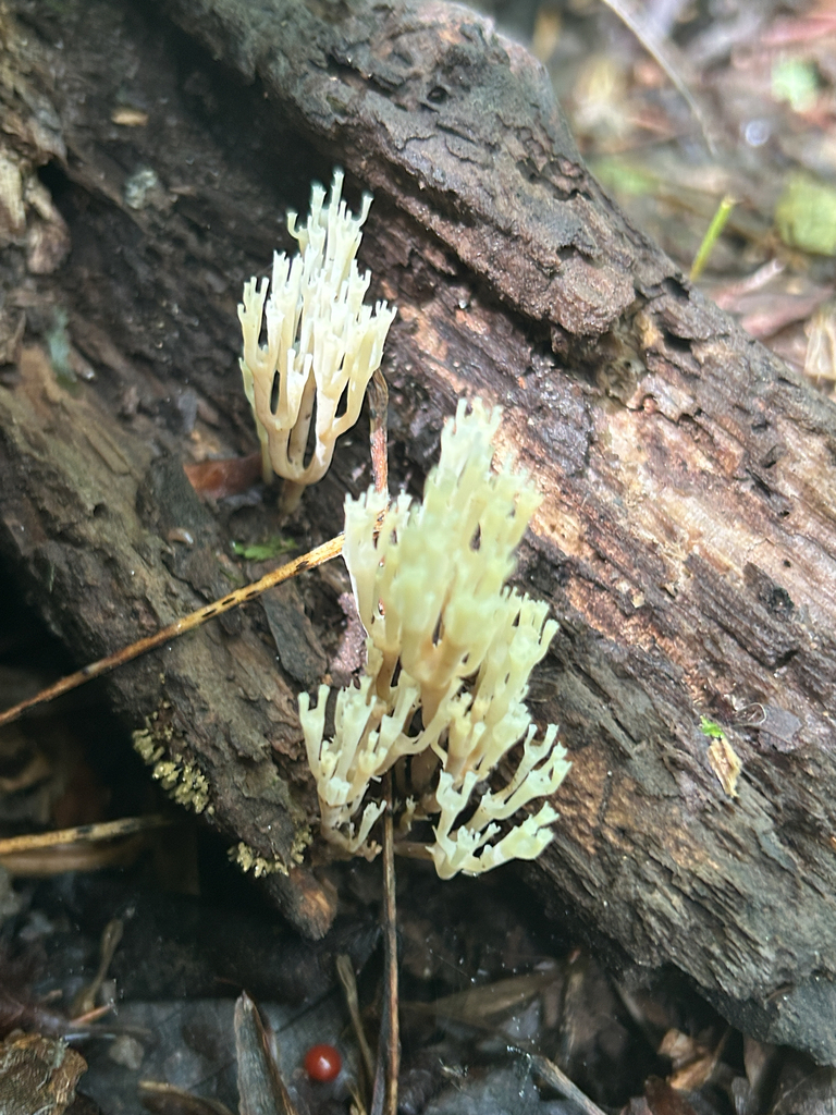 crown-tipped coral fungus · June 2026 · photo: Photo: no rights reserved · iNaturalist