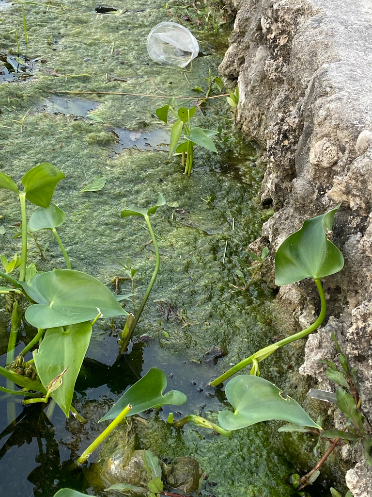 oval-leaf monochoria (Pontederia vaginalis)