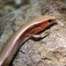 Shanghai Elegant Skink - Photo (c) yaofong_tsao, some rights reserved (CC BY-NC), uploaded by yaofong_tsao