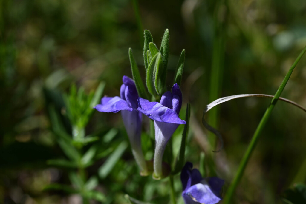 Scutellaria brittonii; photograph (c) Anders Hastings, some rights reserved (CC BY)