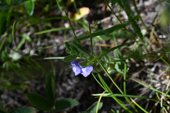 (c) Anders Hastings, some rights reserved (CC BY) Scutellaria brittonii, photograph (c) Anders Hastings, some rights reserved (CC BY)