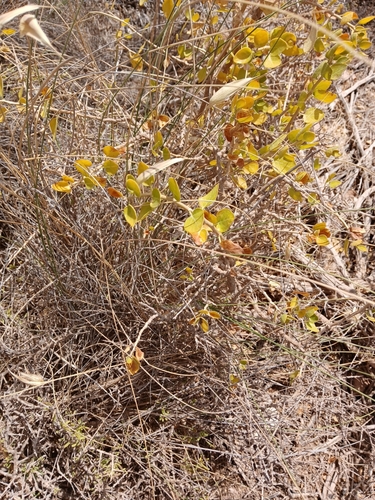 Withania frutescens