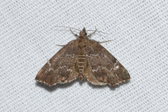 Cutina aluticolor