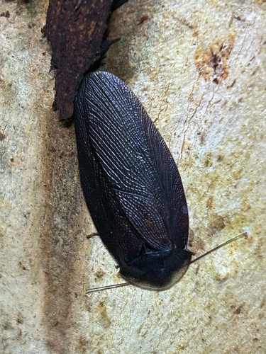 bark cockroach