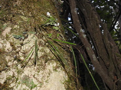 Dendrobium mortii