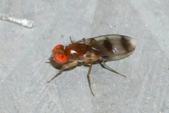 Chymomyza