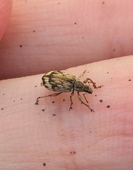 Polydrusus tereticollis