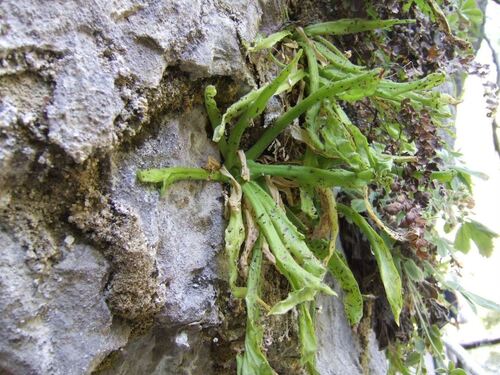 Pinguicula vallisneriifolia