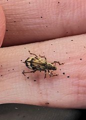 Polydrusus tereticollis