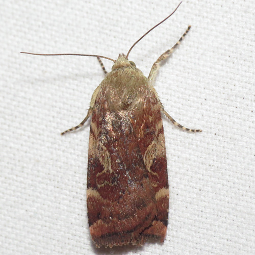 Catocaline Dart photo 4