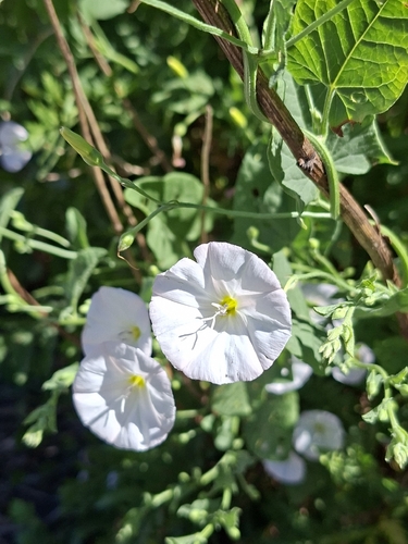 field bindweed
