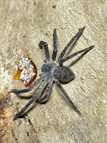 Grey Huntsman