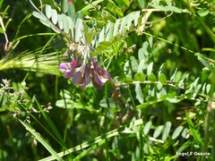 Vicia pannonica