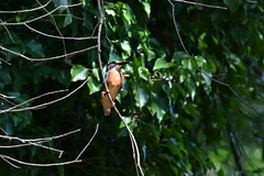 Common Kingfisher