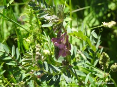 Vicia pannonica
